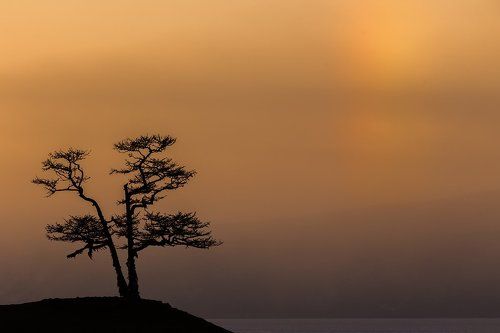 Святое дерево