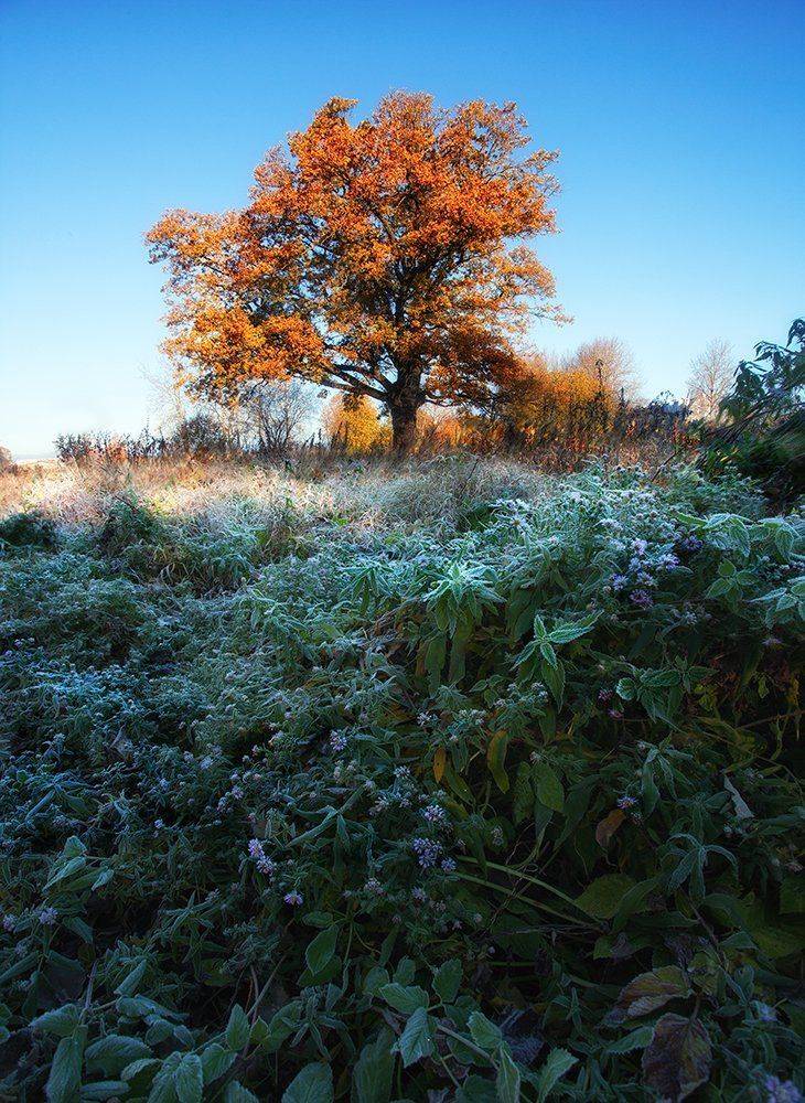 Дуб, Контраст, Осень, Утро, Kljuchenkow Aleksandr