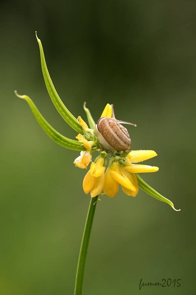 , Игорь ФУММ