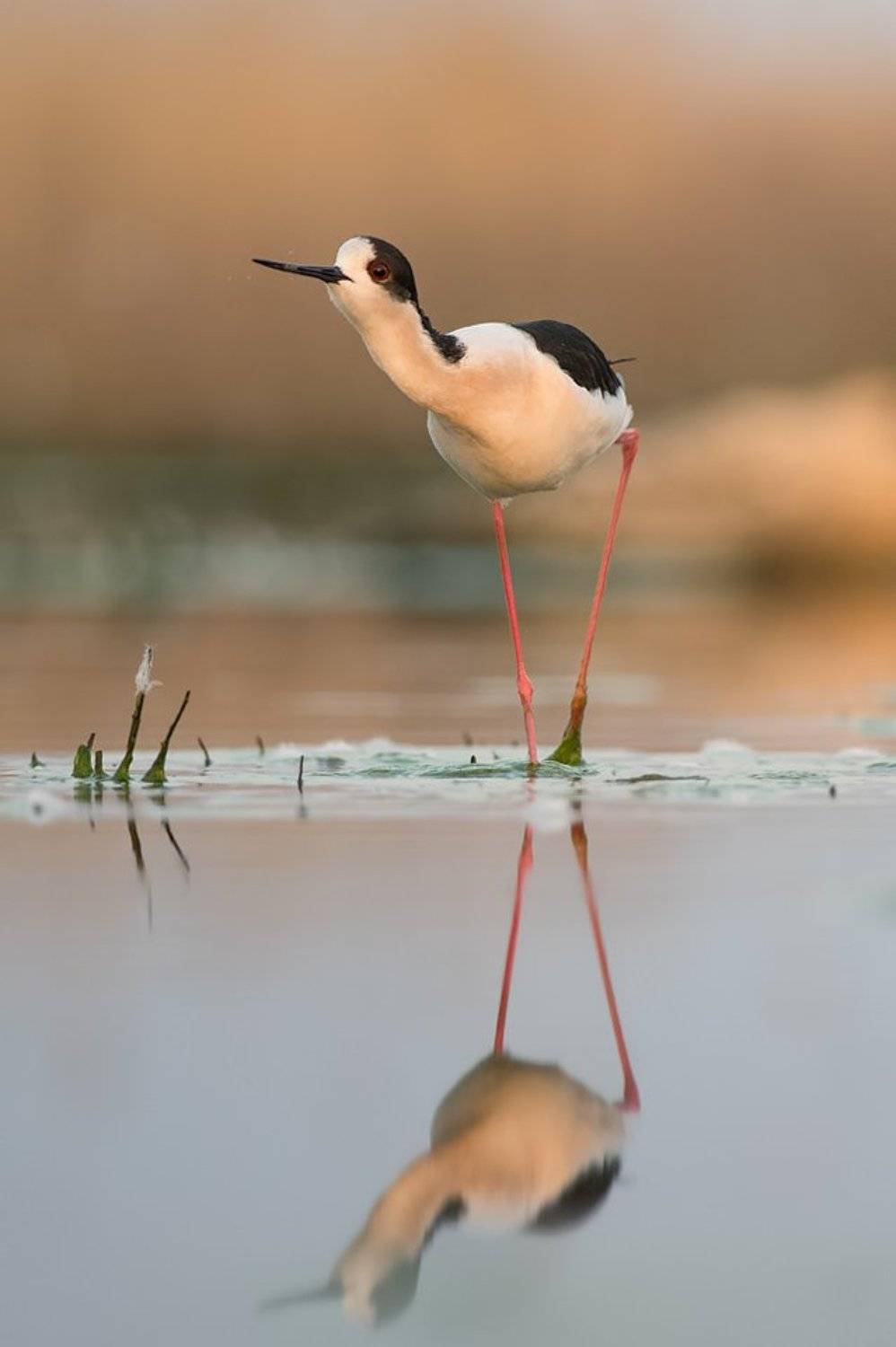 Borislav, Borislav Hristov, Bulgaria, Pentax, Stilt, Кокилобегач, Борислав Христов