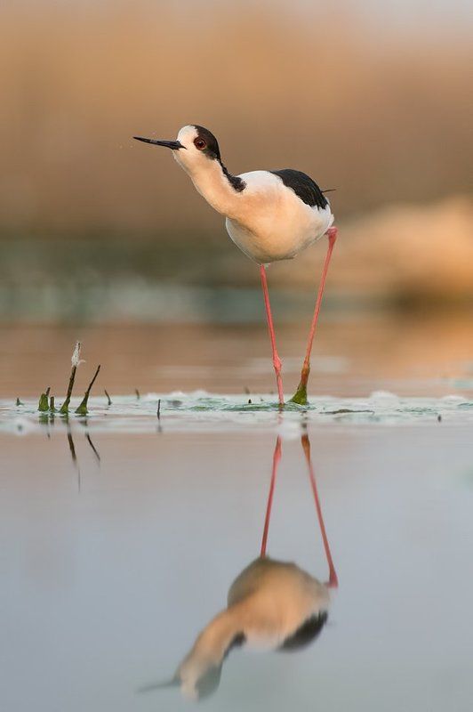 Borislav, Borislav Hristov, Bulgaria, Pentax, Stilt, Кокилобегач Curious фото превью