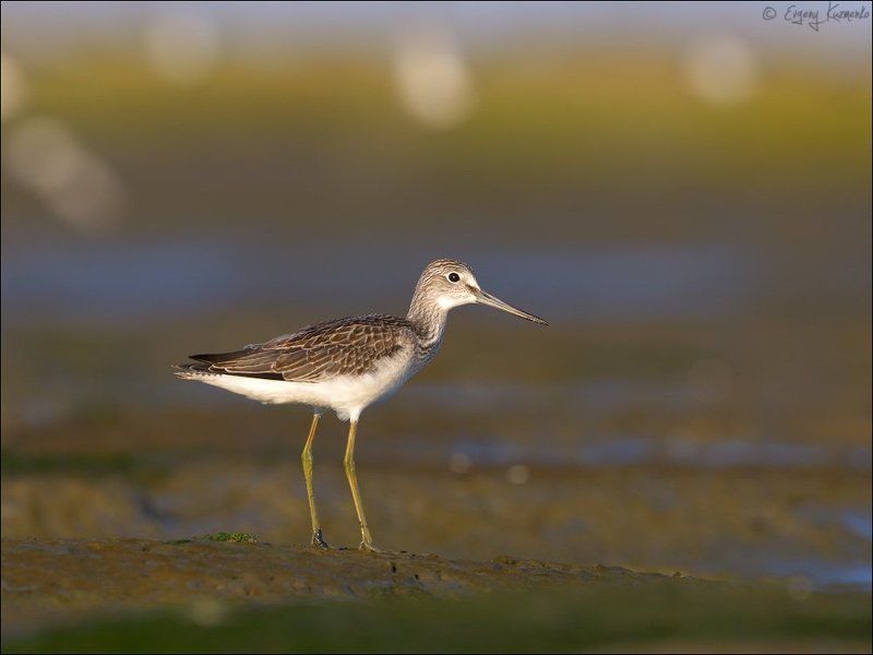 Большой улит, Птицы сахалина, Сахалин Большой улит фото превью