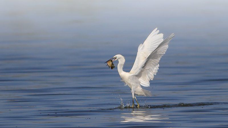 animals,birds,egret, fish,7d,400mm, животные,птицы,рыба Победитель! фото превью