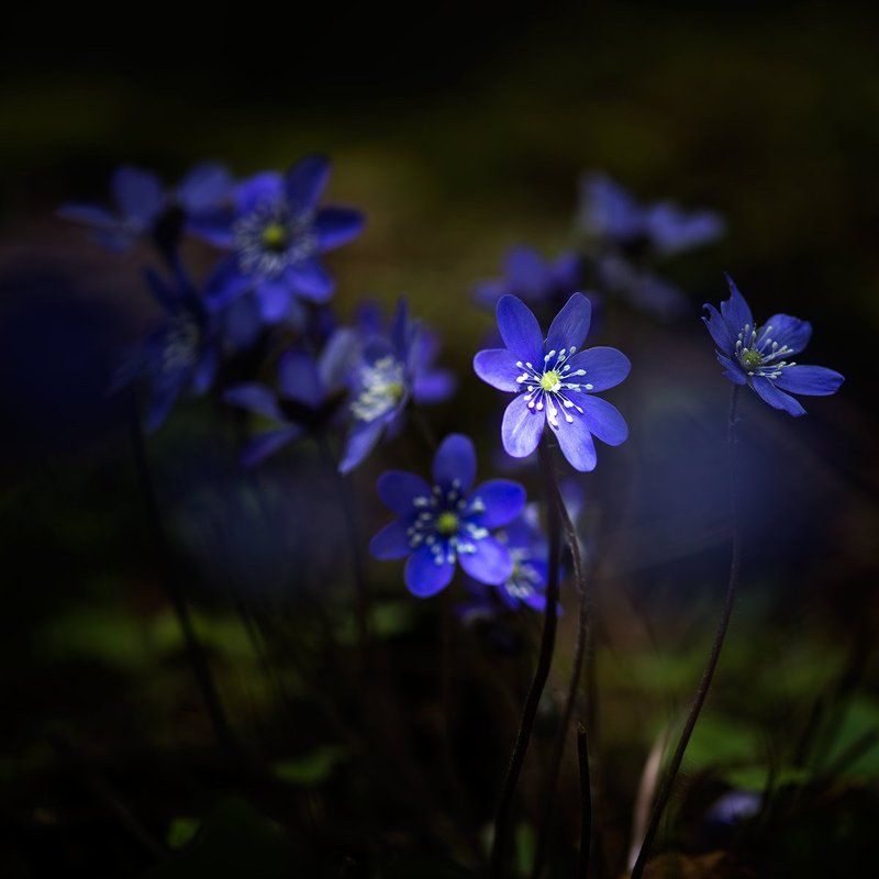 #Hepatica nobilis #anemones #flower #forest #light #shadow  Hepatica nobilis фото превью
