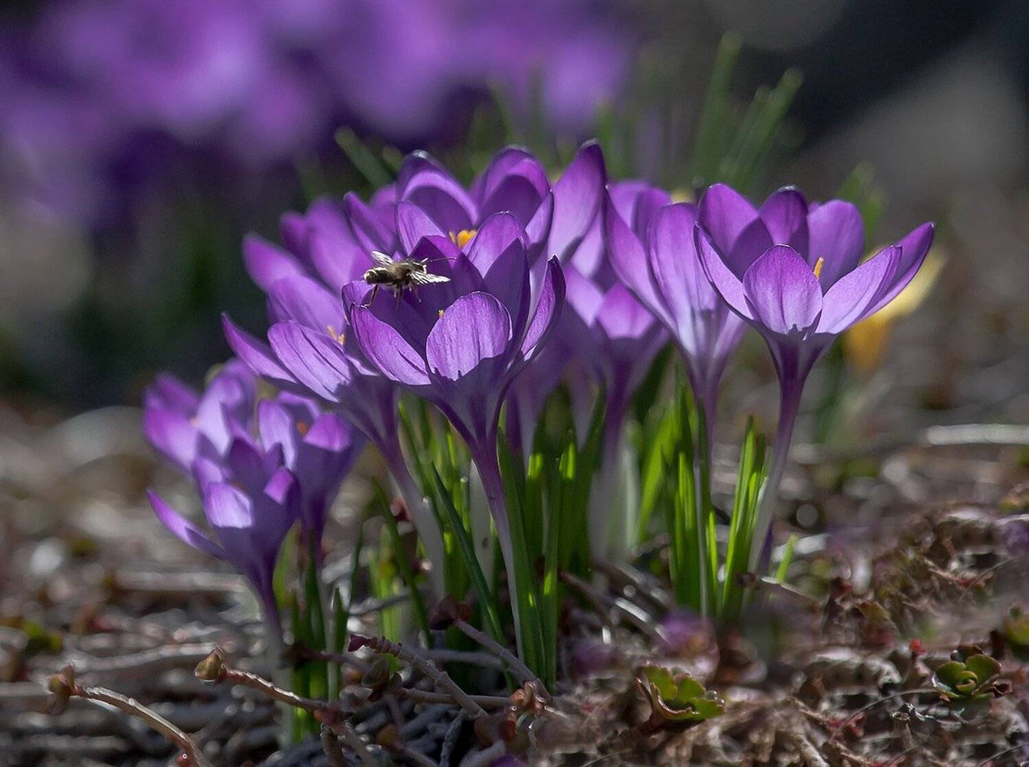 Весна, Насекомые, Природа, Флора, Цветы, Антонина