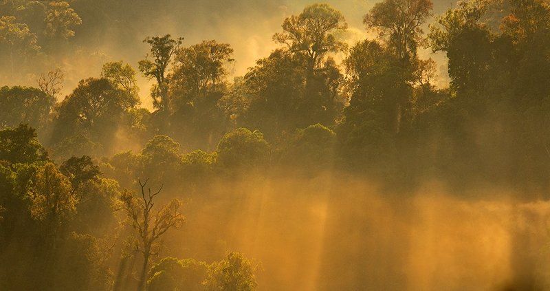 Forest, Landscape, Morning, Nature mystic forest фото превью