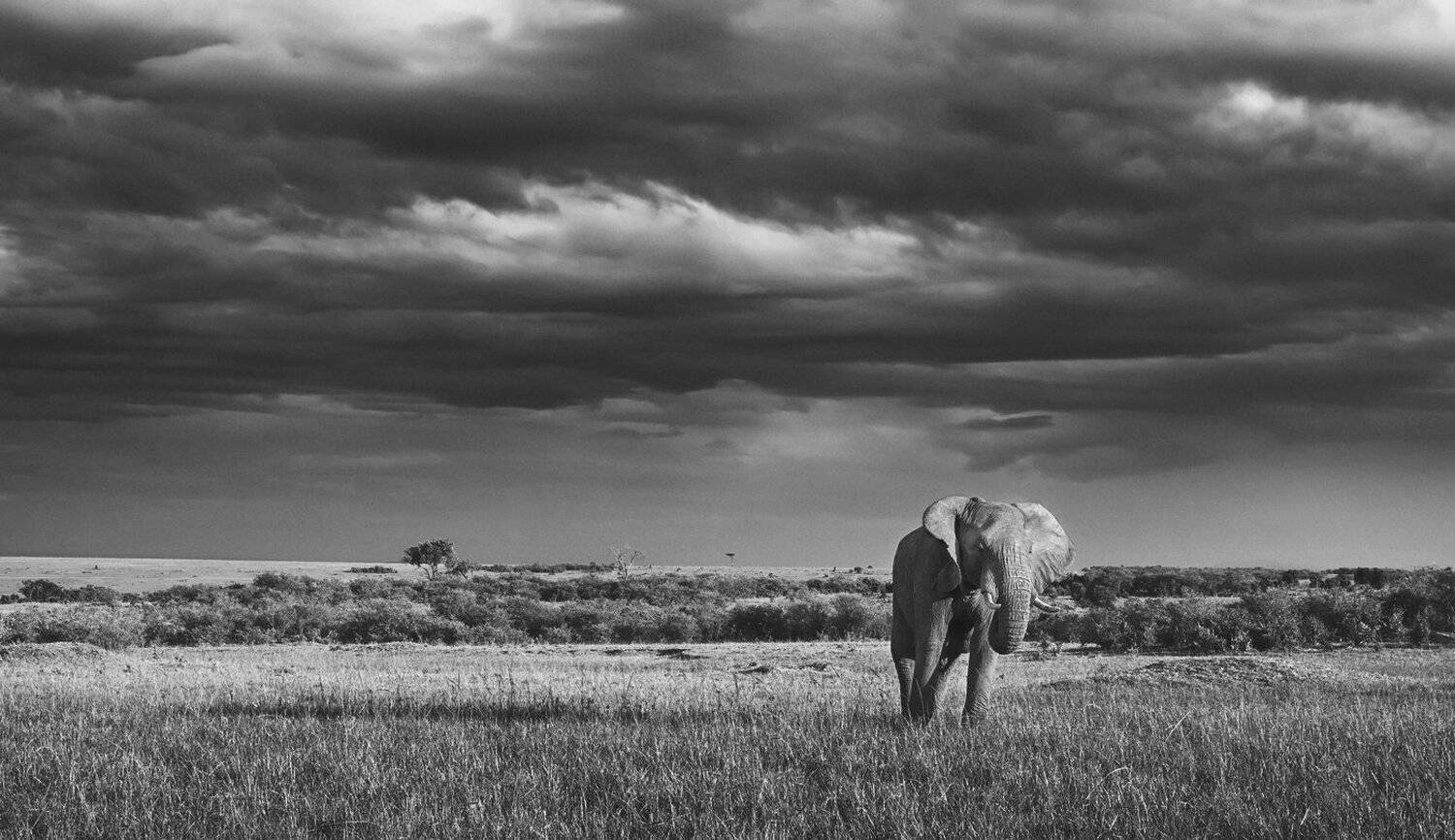 африка, кения, саванна, слон, танзания, Михаил Туркеев