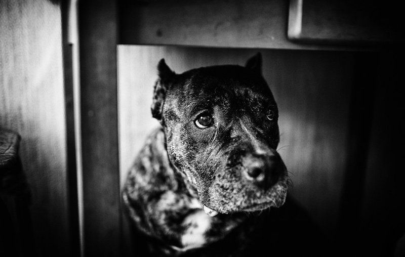 Ингрид фото превью