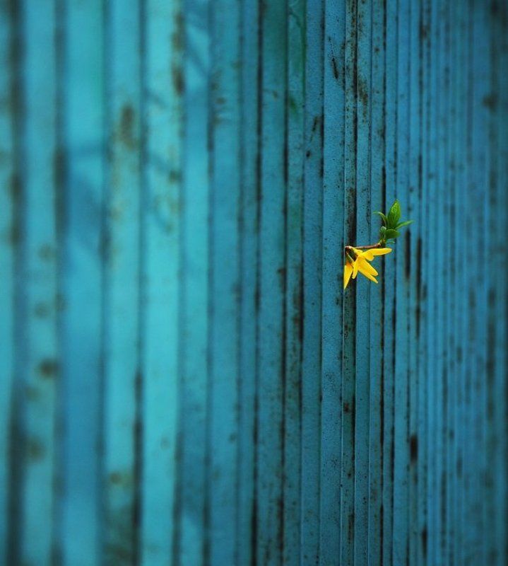 ... фото превью