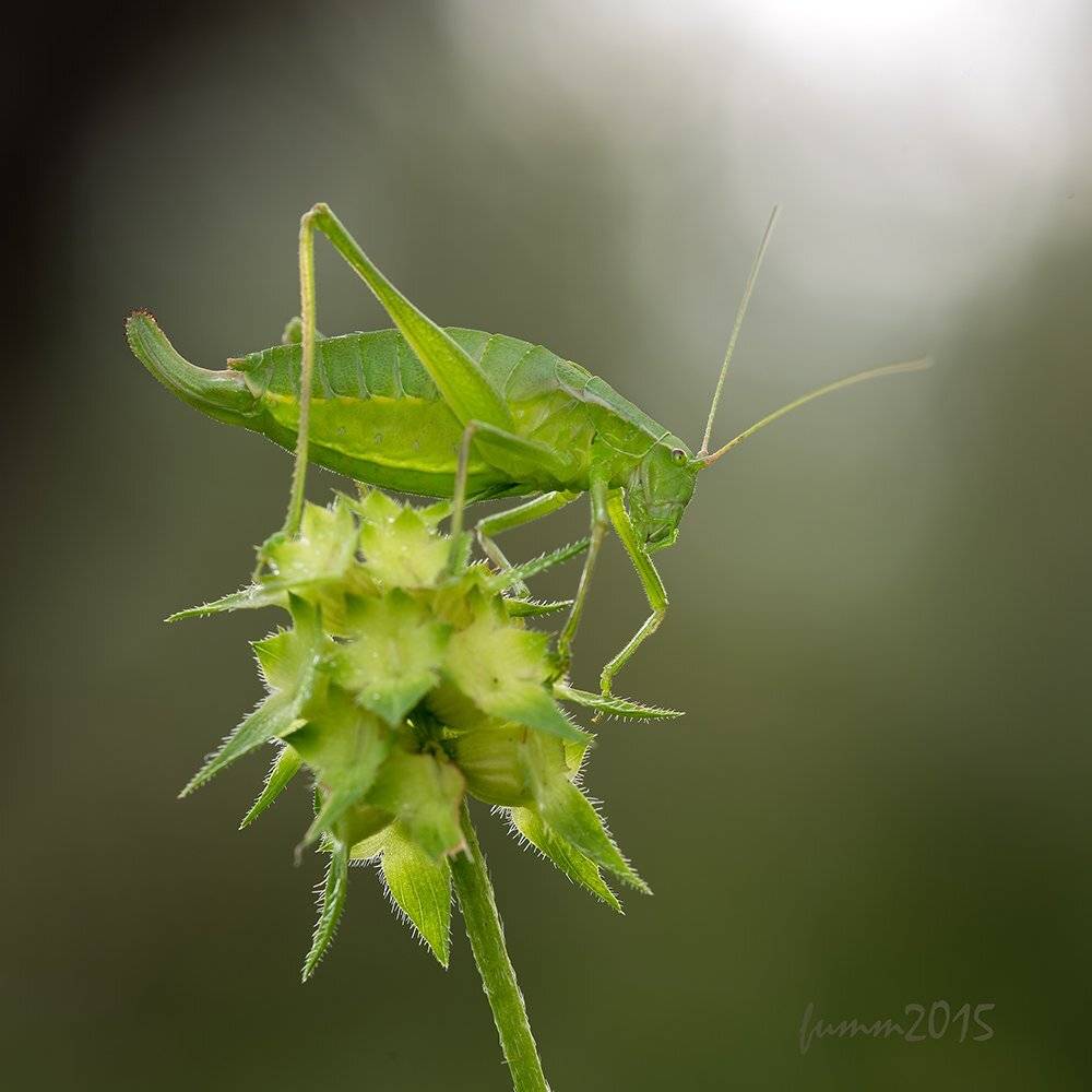 , Игорь ФУММ