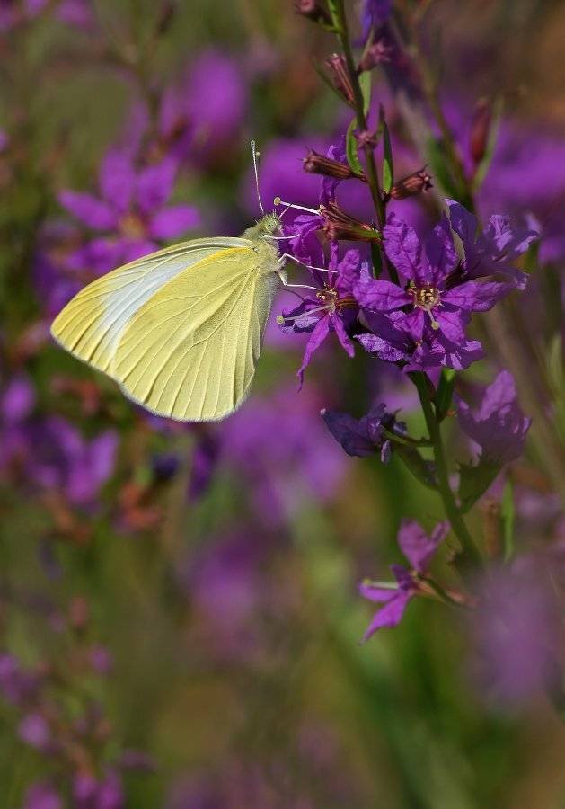 , Чепленко Алексей