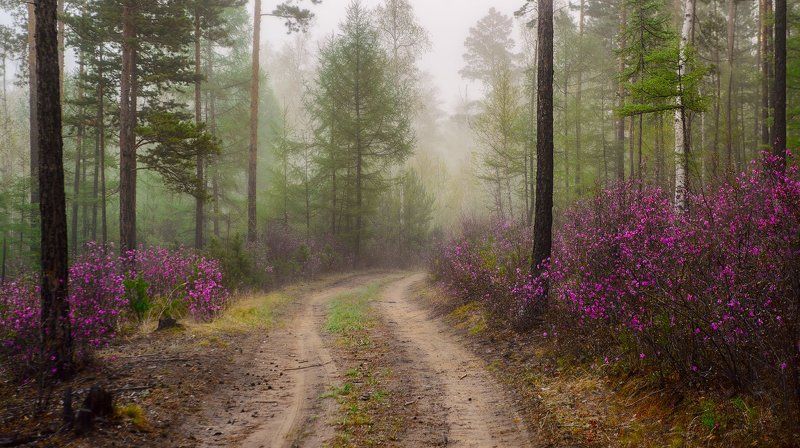 Пейзаж с багульником фото превью