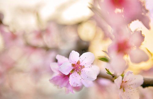 Deep color of spring