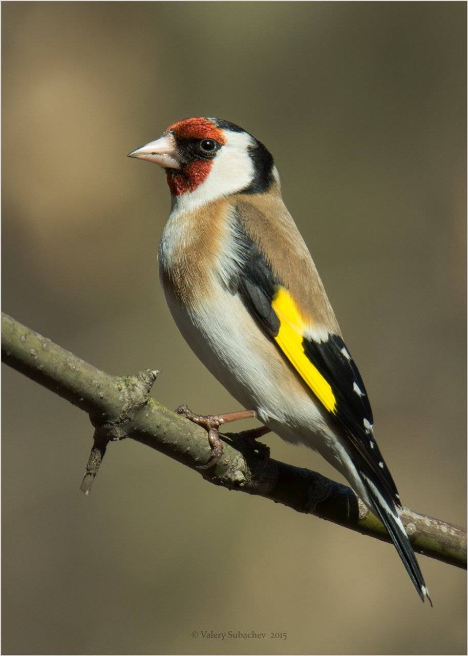 Goldfinch, Парк сокольники, Тамрон 150/600, Щегол, Валерий Субачев