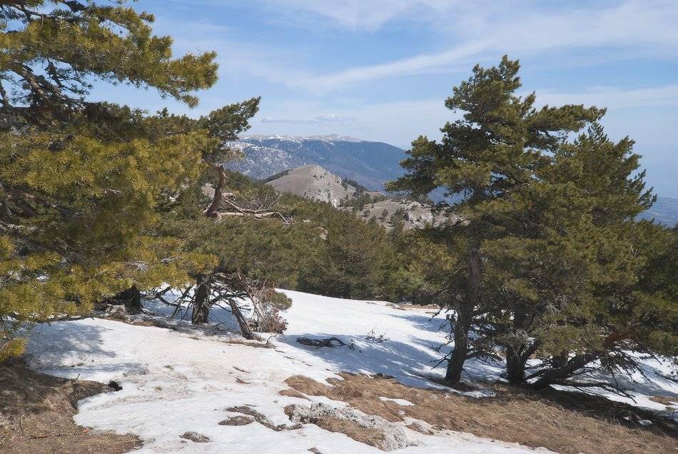 , Саша  Вайсберг / Waldschnepfe /