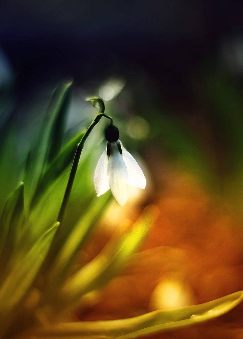 Цветы, Наталья