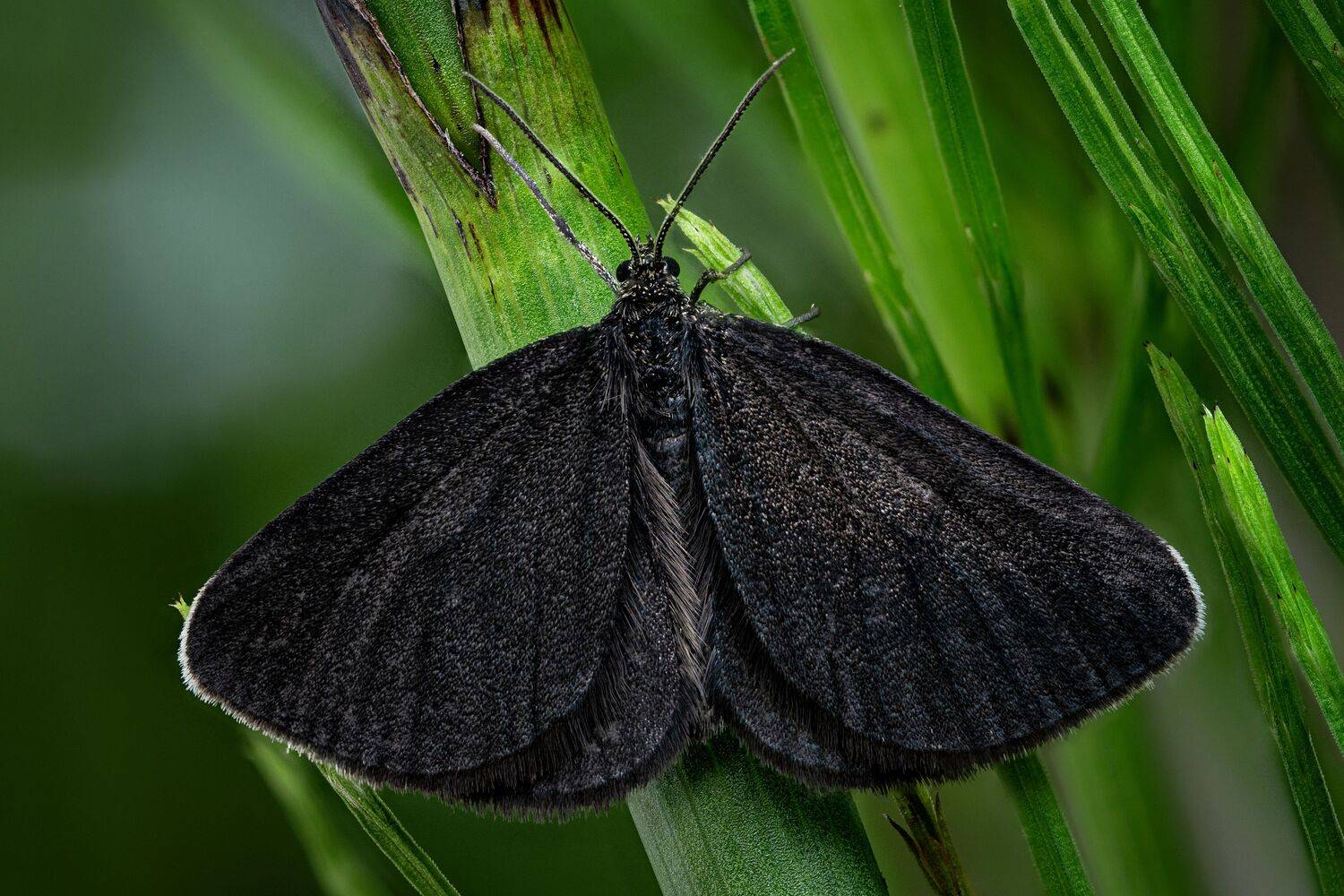 , Антон Финевич