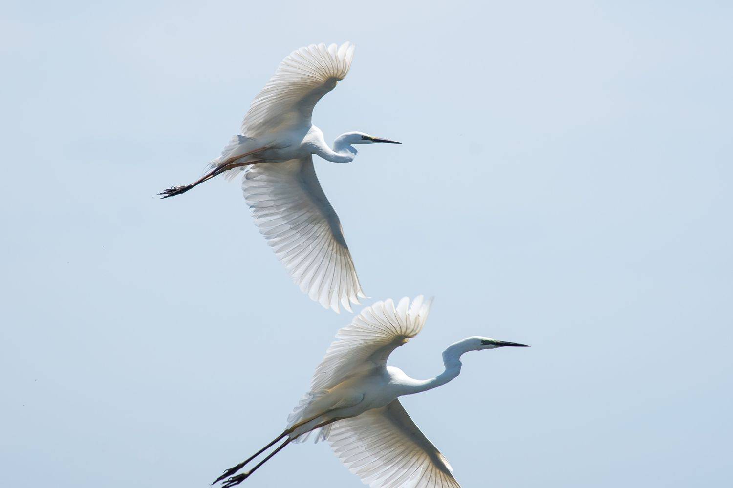 Ardea alba, Great egret, volgograd, russia, wildlife, , Сторчилов Павел