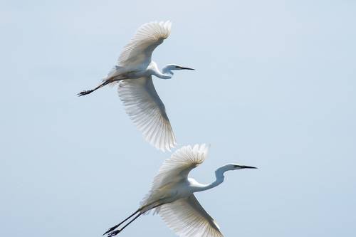 Great egret
