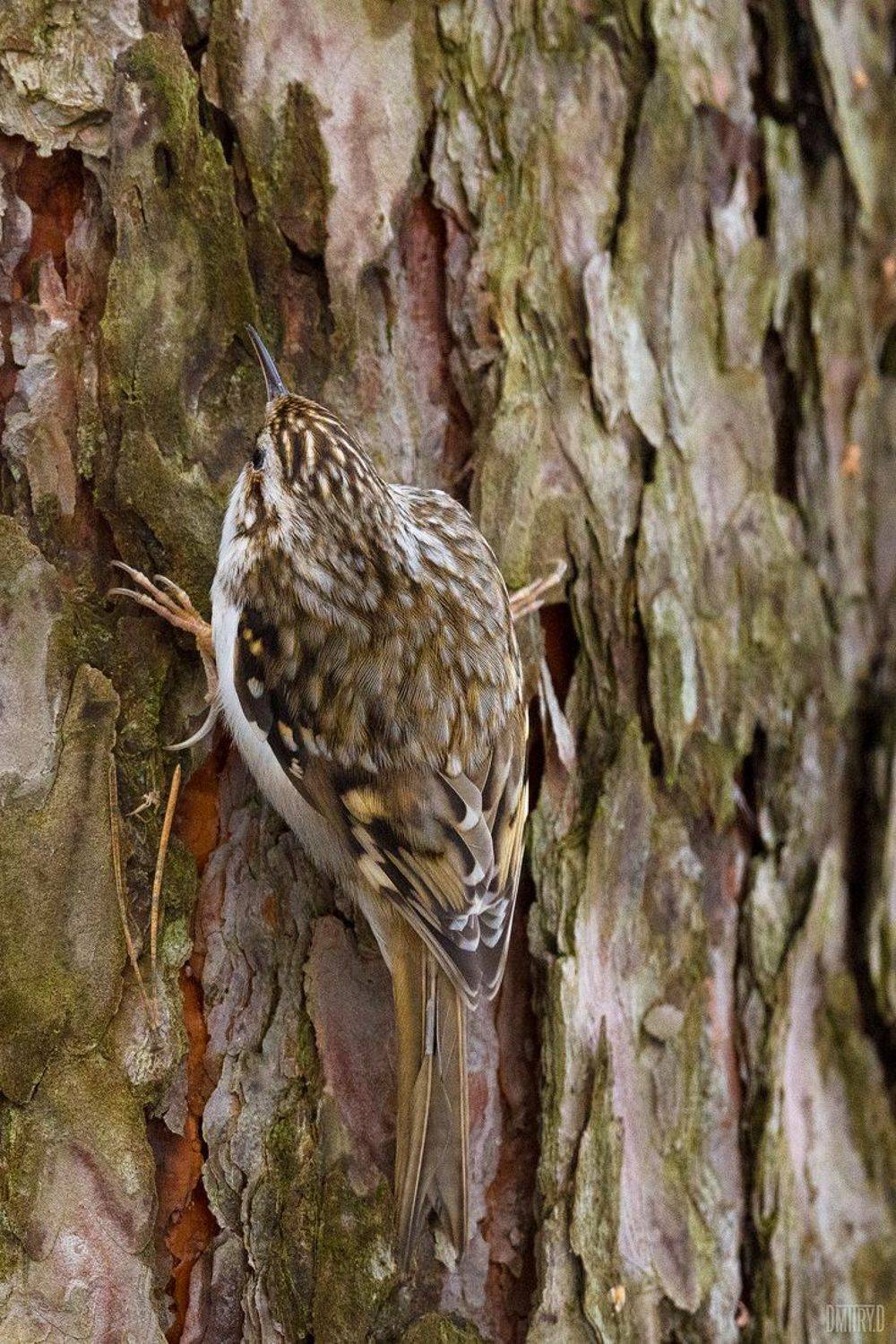 пищуха, птицы, зима,, Дмитрий Доронин