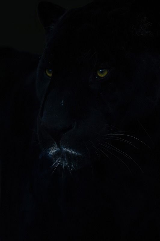 Black panther фото превью