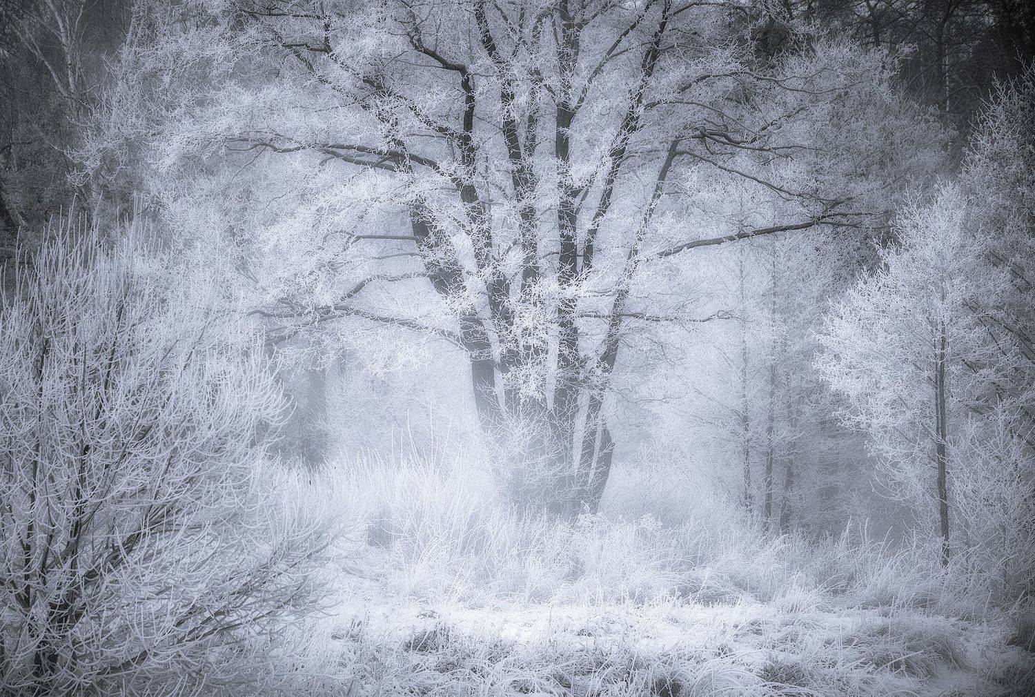 томилино, пехорка, московская область, иней, туман, зима, мороз, Левыкин Виталий