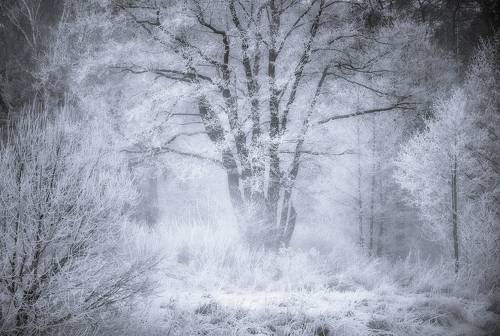 Томилинский 