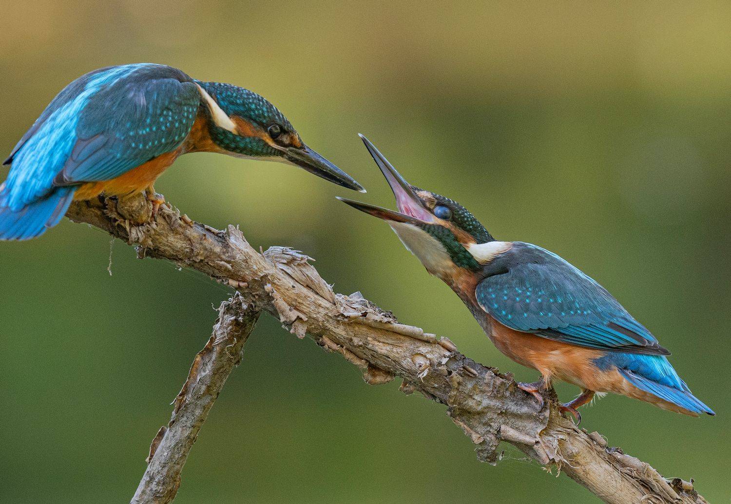 птица птенцы зимородок лето весна, Руслан Сигушин