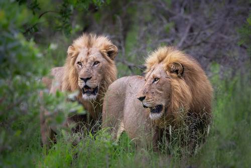 Lion Brothers