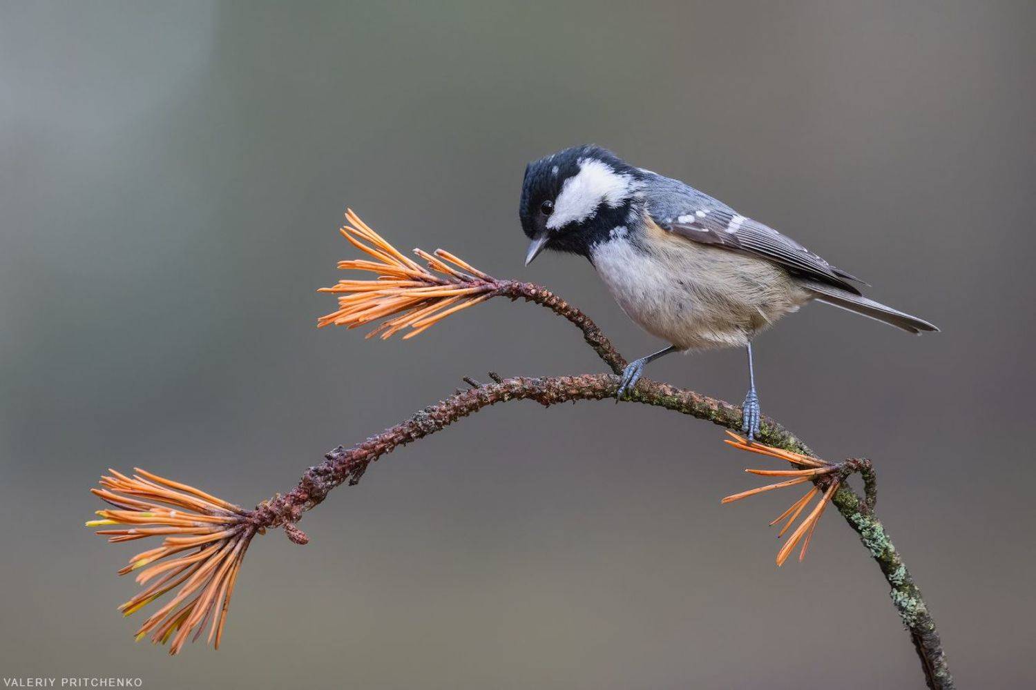 , Валерий Притченко