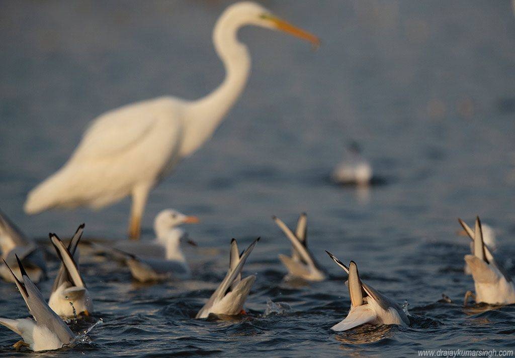 Slender-billed gulls fishing, Dr Ajay Kumar Singh
