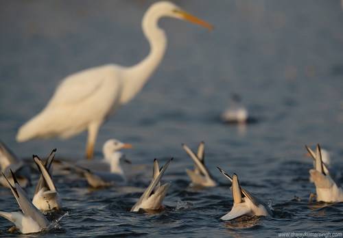 Slender-billed gulls fishing