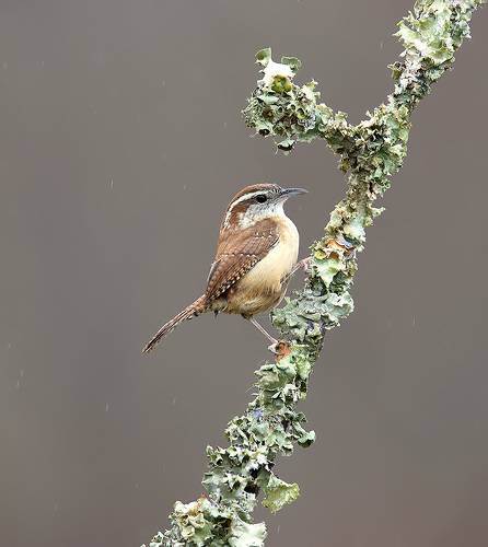Carolina Wren - Крапивник Каролинский
