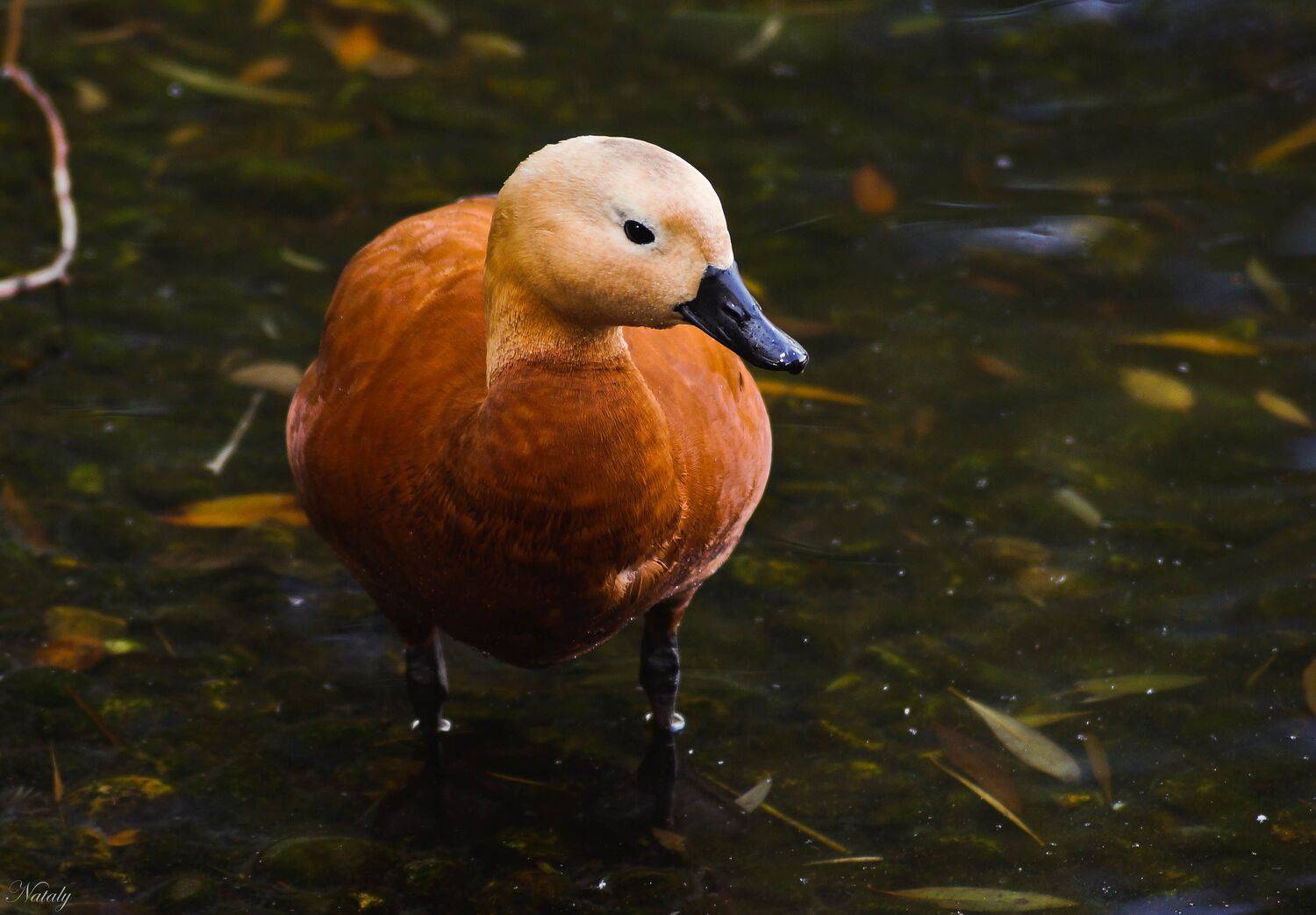 , Екимова Наталья