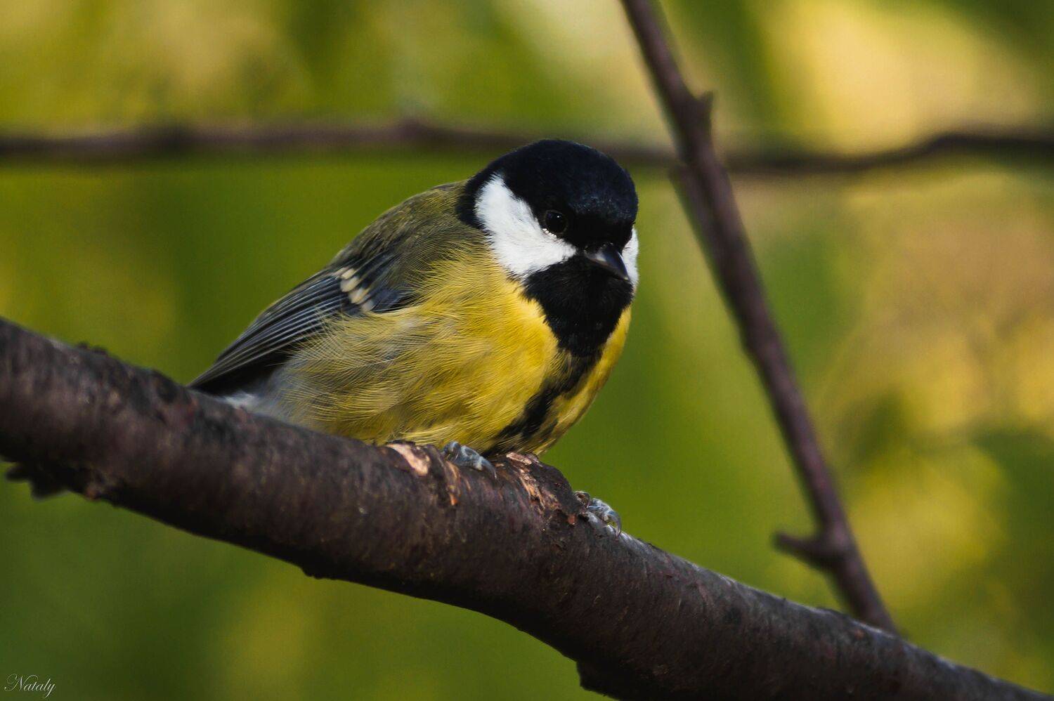 , Екимова Наталья