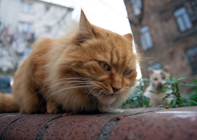 Breakfast фото превью