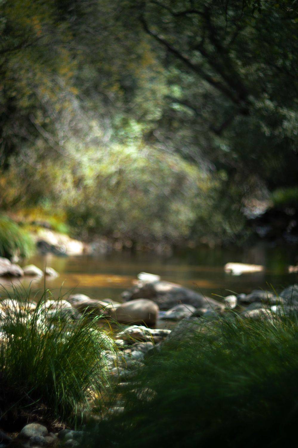 green,plant,exterior,light,dark,bokeh,, Борислав Алексиев