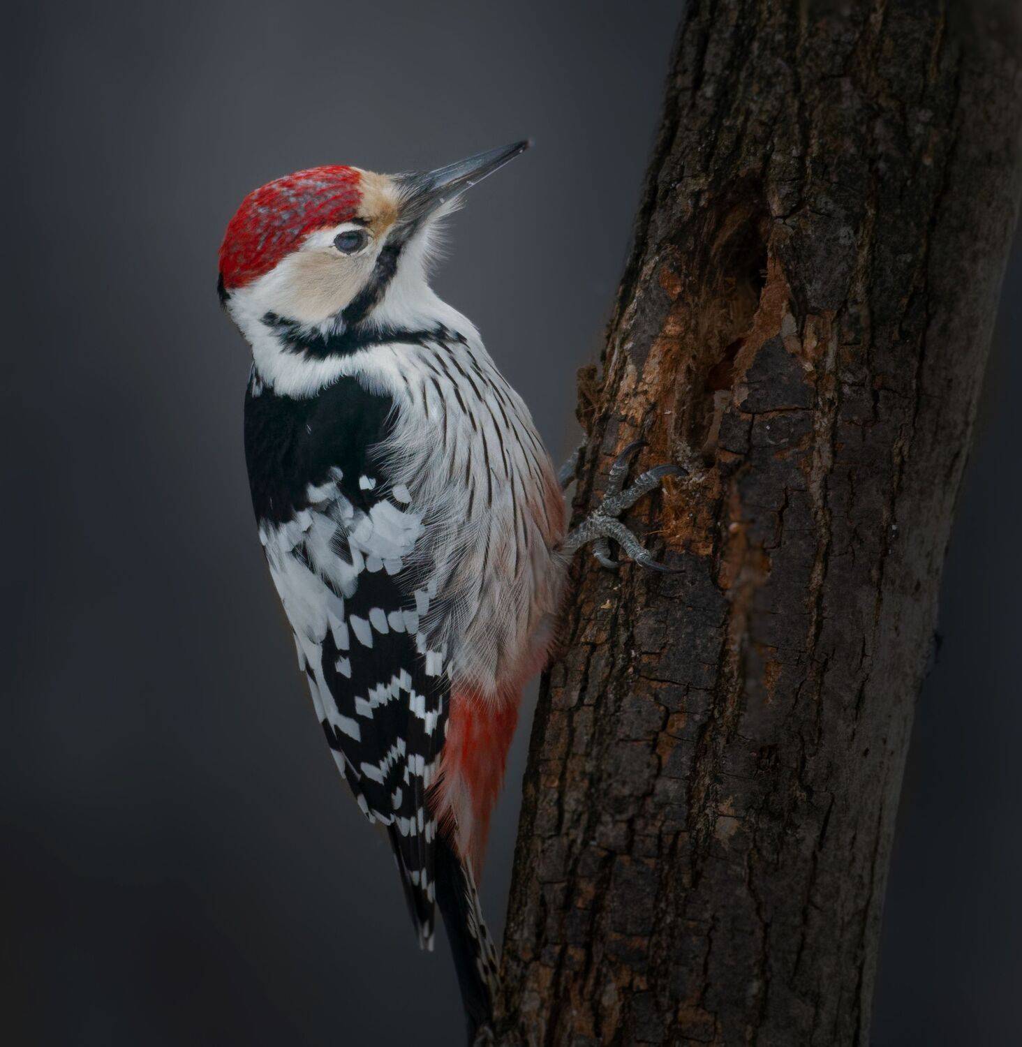 птицы России, птицы Москвы, фотоохота, наблюдение за птицами, птица, птицы, орнитология, nikon, birding, birdwatching, bird freak, Никон Александр