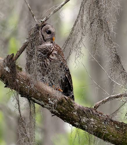Barred Owl - Пёстрая неясыть