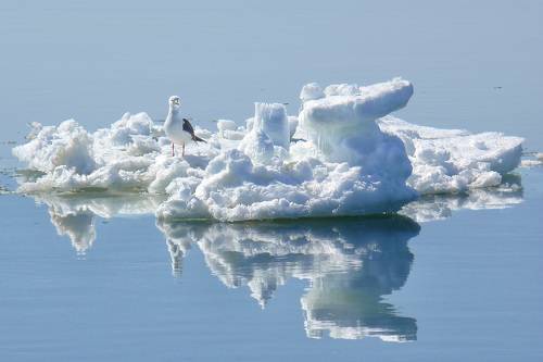 mini iceberg
