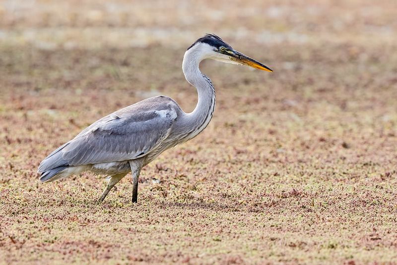 птицы, уругвай *** фото превью