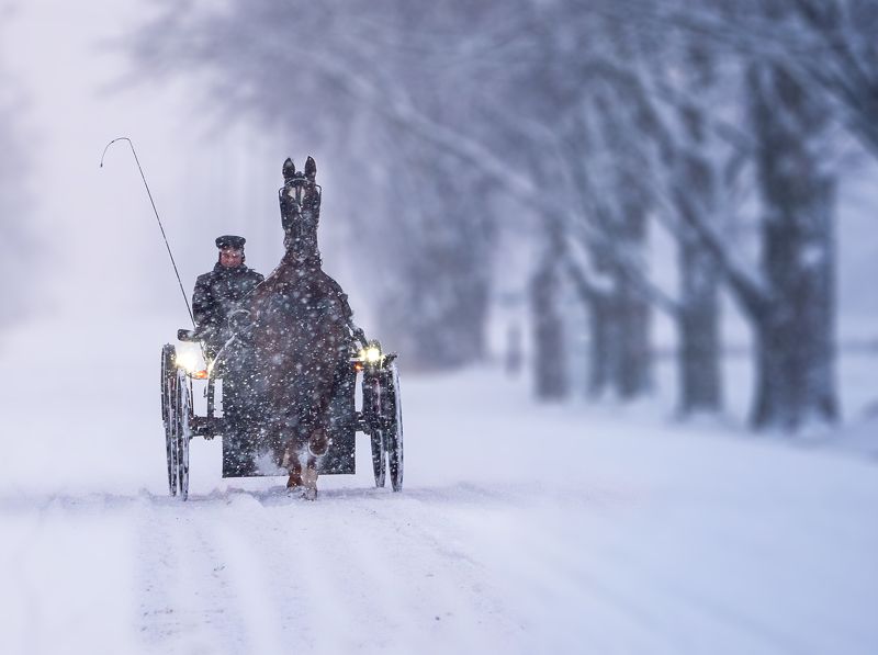#horses #snow #street #streetphotography #canada #ontario A Coachman in the Snow фото превью