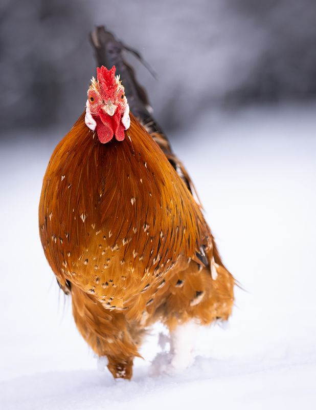 Cock фото превью