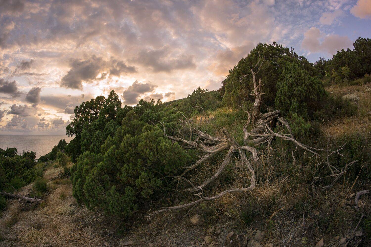 , Вадим Коваленко