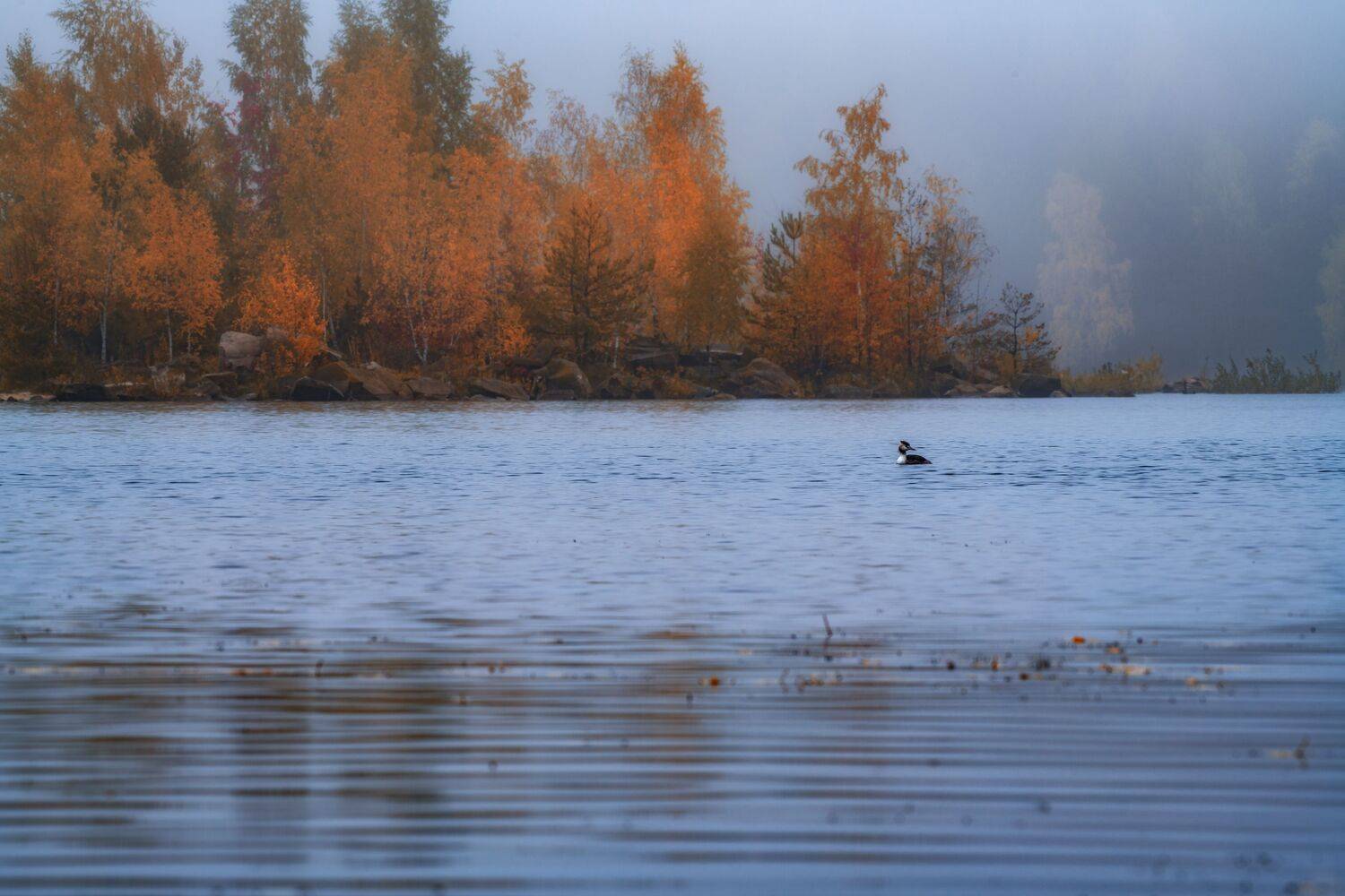 туман,подмосковье,осень,природа,пейзаж,россия, Павел Ныриков