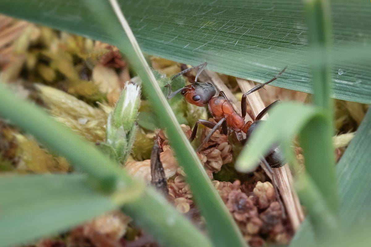 макро, муравей, макрофотография, macro, ant, Хилько Марина