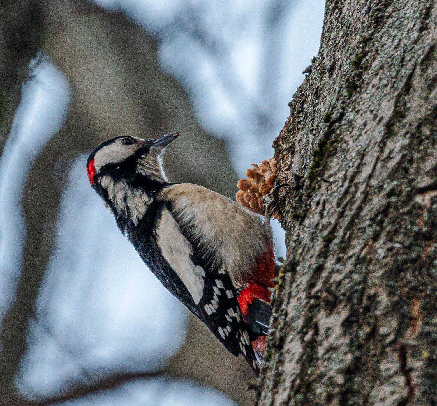 , Курлянцев Алексей