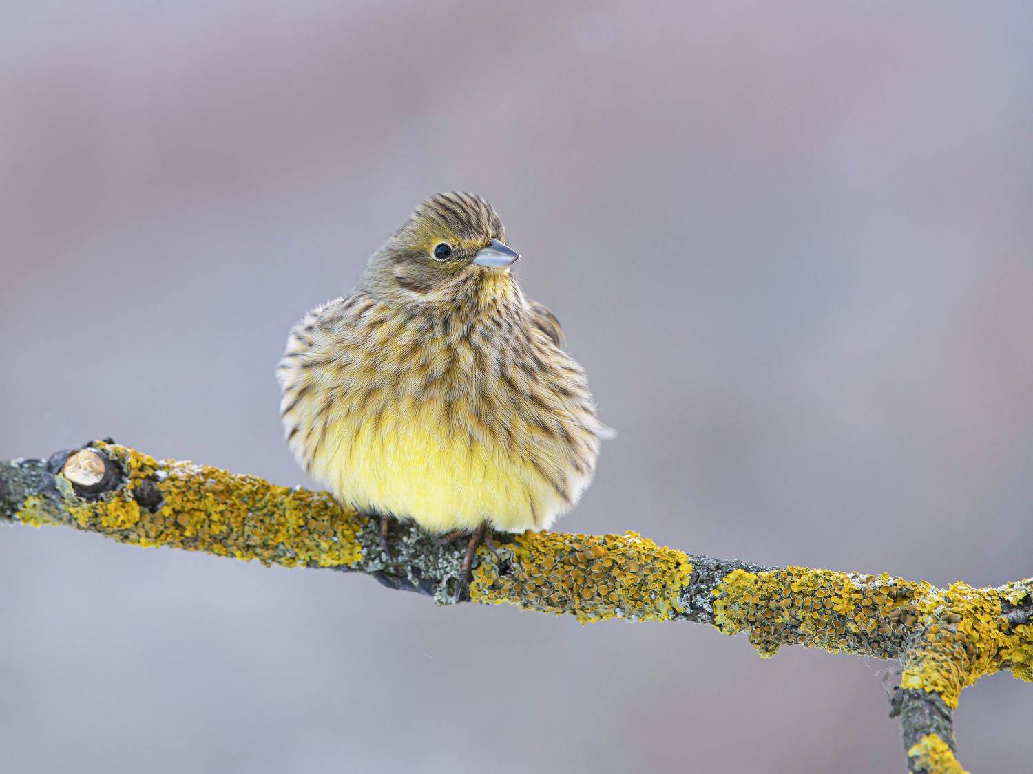 птицы,природа, зима, Андрей Киселёв