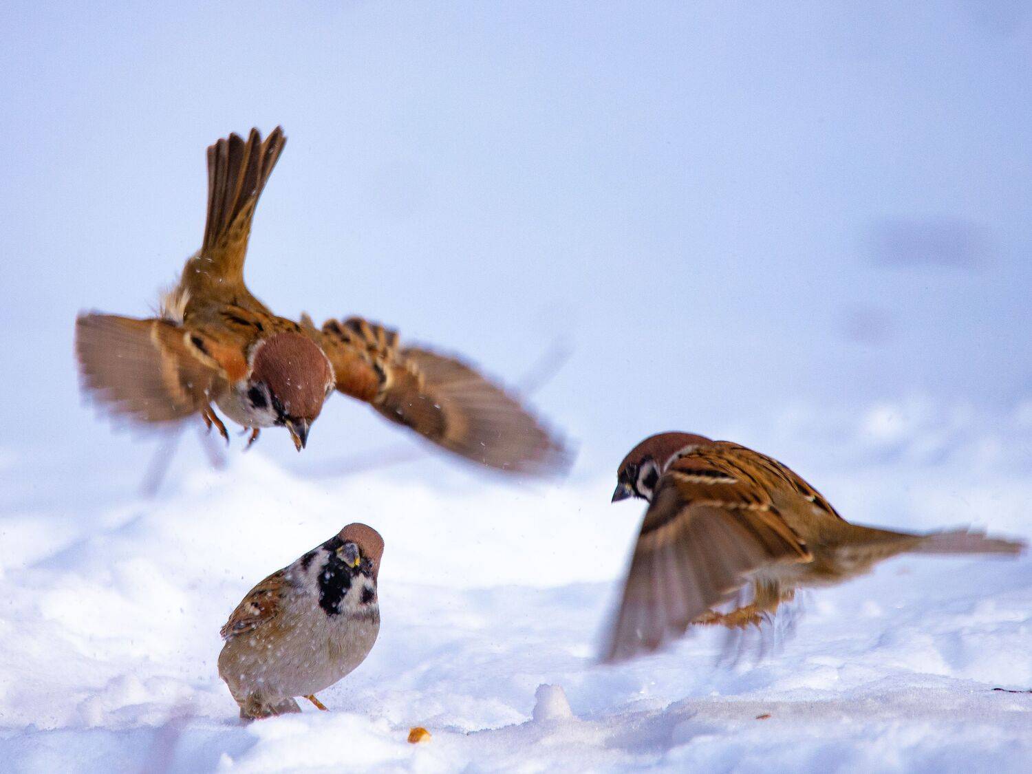 , Лоскутова Евгения