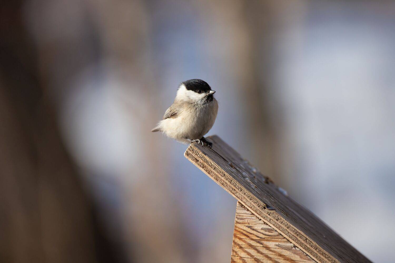 , Лоскутова Евгения